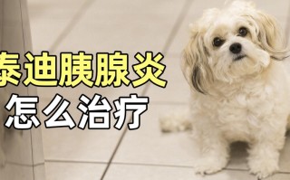 泰迪狗胰腺炎早期症状（如何防治泰迪狗胰腺炎）