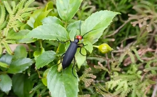 是益虫也是害虫 湖南局部出现大量“鸡公虫”：皮肤接触就长水泡 ！