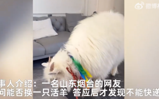 内蒙网友互换特产开1700公里送活羊！直言：诚信第一，既然答应那就一定要办到 ！