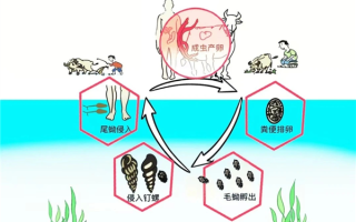 汛期健康提示：谨防感染血吸虫 !