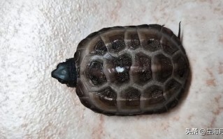 乌龟怎么分公母（如何快速鉴别雄性乌龟和雌性乌龟） ！