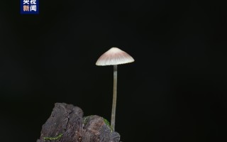 我国首次！江西庐山发现罕见大型真菌新记录种 ！