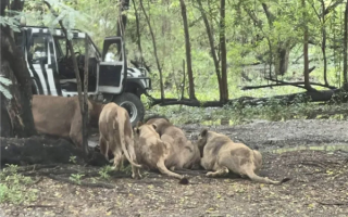 随意下车还背对着狮子 泰国一饲养员被狮群袭击致死：游客目睹 !