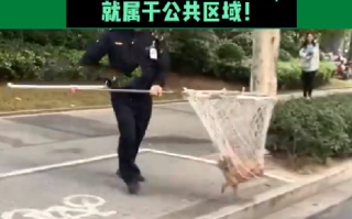 河南郑州严查未拴绳犬只！执法人员：出了家门，就属于公共区域！