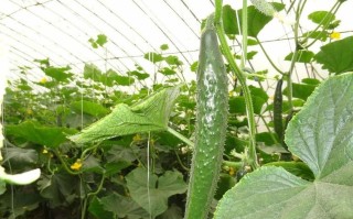 黄瓜栽培的技术要点（介绍黄瓜种植的关键技术和注意事项） !