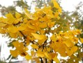 银杏树的介绍和特点（银杏树的基本情况和特性概述） ！