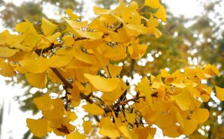 银杏树的介绍和特点（银杏树的基本情况和特性概述） ！