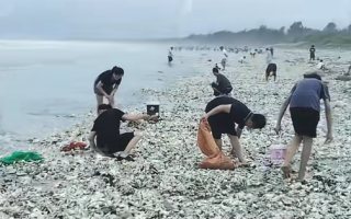 “韦帕”过境广东一海滩遍地海鲜 专家提醒：当心这种细菌引发败血症 !
