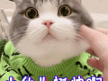 小猫怎么分公母（区分公猫跟母猫的五种方法是什么） ！