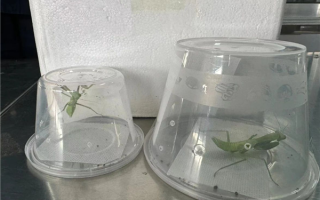 外来物种！我国海关首次截获澳洲斧螳：性格凶猛 ！