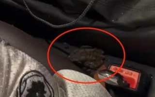 浙江龙泉现强对流天气 网友实拍：车辆积水进蛤蟆 ！