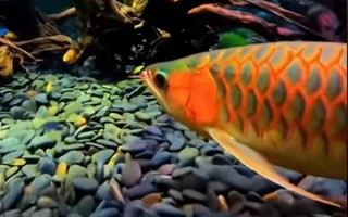 女子背包里藏金龙鱼被海关查获：系濒危美丽物种 ！