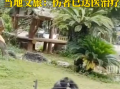 南宁网红猩猩扔石块砸伤游客！当地文旅：伤者已送医治疗 ！