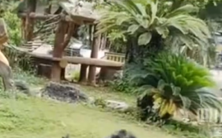 南宁网红猩猩扔石块砸伤游客！当地文旅：伤者已送医治疗 ！