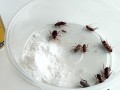 小苏打杀虫最佳配方（如何用小苏打杀蟑螂） !