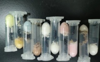 进境快递藏有1325只超大蚂蚁：长1厘米 属外来物种 !