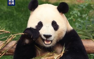 欢迎回家！旅韩大熊猫“福宝”平安抵达成都 ！