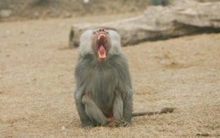 德国动物园杀一半狒狒喂其他动物 园方：为了狒狒好 ！