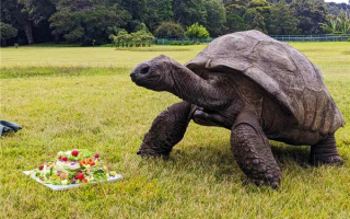 全球最长寿乌龟度过191岁生日：预计还能再活100年！