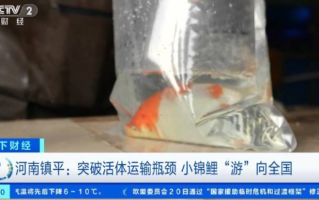 全国超六成锦鲤来自河南：搭上电商的快车，实现了从“土里刨食”到“水里淘金” ！