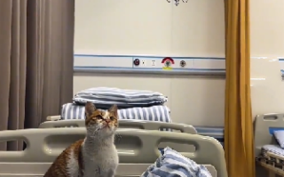 女子独自输液被陌生流浪猫照顾：还帮按铃叫护士 ！