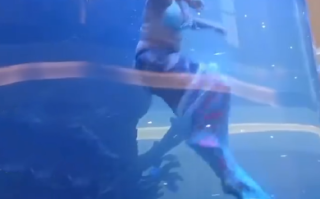 南非美人鱼表演时尾部被卡住：迅速脱掉演出服成功逃生 ！
