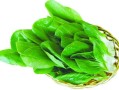 青菜能放多久（青菜的保存期限） ！