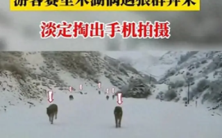 游客新疆偶遇狼群淡定拍照 ！ 网友也调侃道：不知道蛋黄派管用不了！