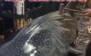 船员用铁锤虐打鲸鲨头部后丢回海中 ！浙江海警局：已控制涉事船只和人员 ！