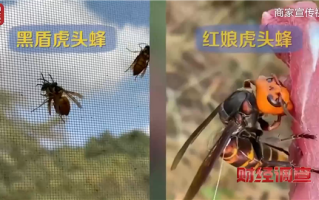 央视曝光6666元包教包会养杀人蜂 业内公认攻击性最强 连眼镜蛇都吃 ！