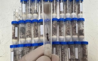 外来物种！海关截获1.3万余只德州芭切叶蚁：暗藏空气炸锅中 ！