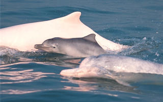 海上大熊猫现身：网友拍到中华白海豚逐浪嬉戏厦门湾 ！