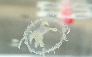 太罕见！武汉中心城区突然出现上千只桃花水母 比恐龙还“老”2.2亿年 !