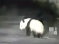 男子遇夜跑大熊猫一开始以为是猪：最后顺着路边离开了 ！