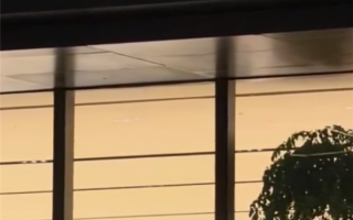 商场在室内种树木 多只小鸟撞向玻璃幕墙死亡 !