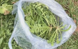 大妈连吃7天野菜晕厥！医生提醒：千万别自行挖野菜食用 ！