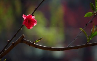 红瘦指的是哪种花（红瘦一词指代的是哪种花卉） ！
