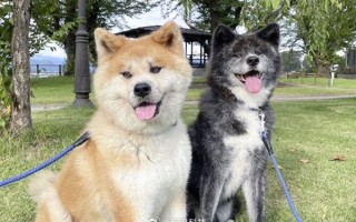 忠犬“八公”海外受欢迎！日本为秋田犬发“数字血统证明”：防止造假 ！
