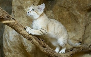 9岁女孩撸猫被抓后视力降至0.1：感染猫爪病 ！