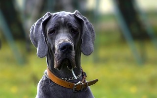 几年前曾被狗咬 男子狂犬病发死亡：世卫推荐“十日观察法” ！