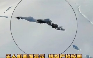 新疆狼群在积雪下硬生生挖出一条路：真团队精神 ！