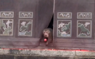 泼猴组团大闹寺庙偷拿贡品还虐狗 景区：保护动物 无法干预 ！