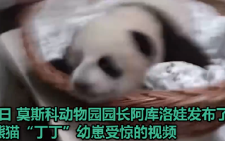 旅俄大熊猫幼崽“奶凶”画面曝光：摄像师吓得镜头都晃了 ！