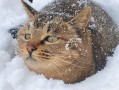 温顺性格的猫的种类（推荐性格温顺的猫的品种） ！