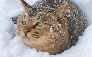 温顺性格的猫的种类（推荐性格温顺的猫的品种） ！