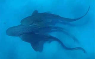 人类首次拍到野生豹纹鲨交配：两雄一雌 仅110秒就瘫软在地 !