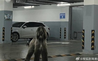 女子在小区车库遇1米多高阿富汗猎犬 吓到不敢下车 ！