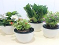 耐热耐寒盆栽花护理要点（耐热耐寒盆栽花的养护要点） 
