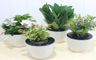 耐热耐寒盆栽花护理要点（耐热耐寒盆栽花的养护要点） 