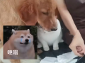 小狗返乡途中晕车还被猫打了一巴掌: 悲伤写在了脸上！
